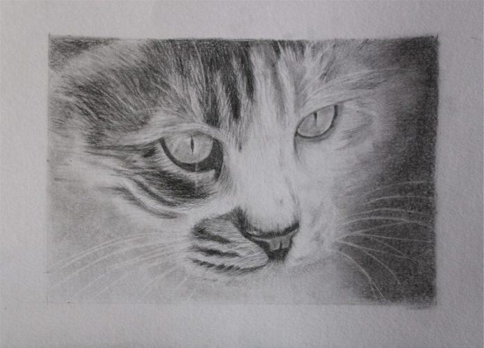 cat_muzsoka.img
